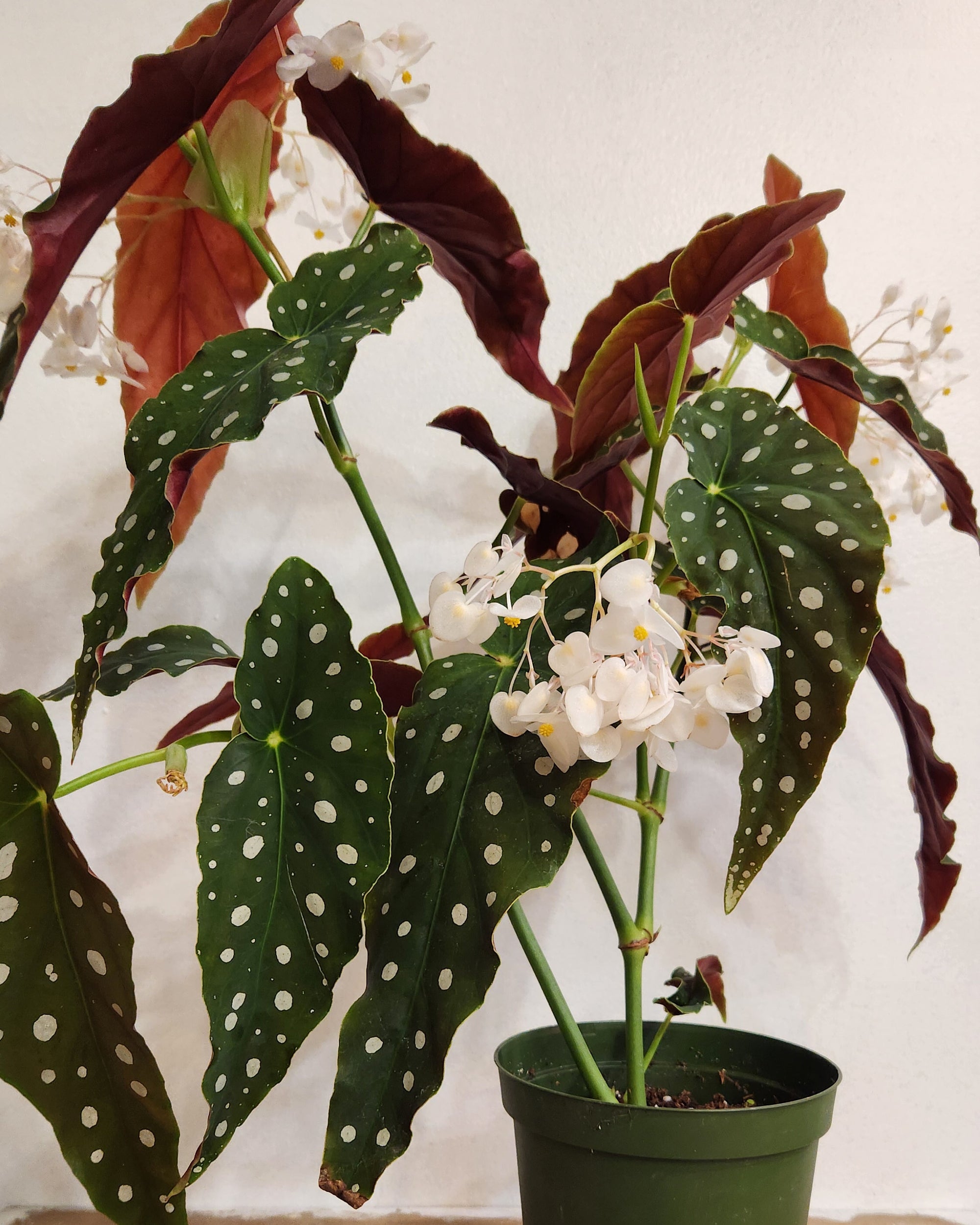 6" Begonia Maculata