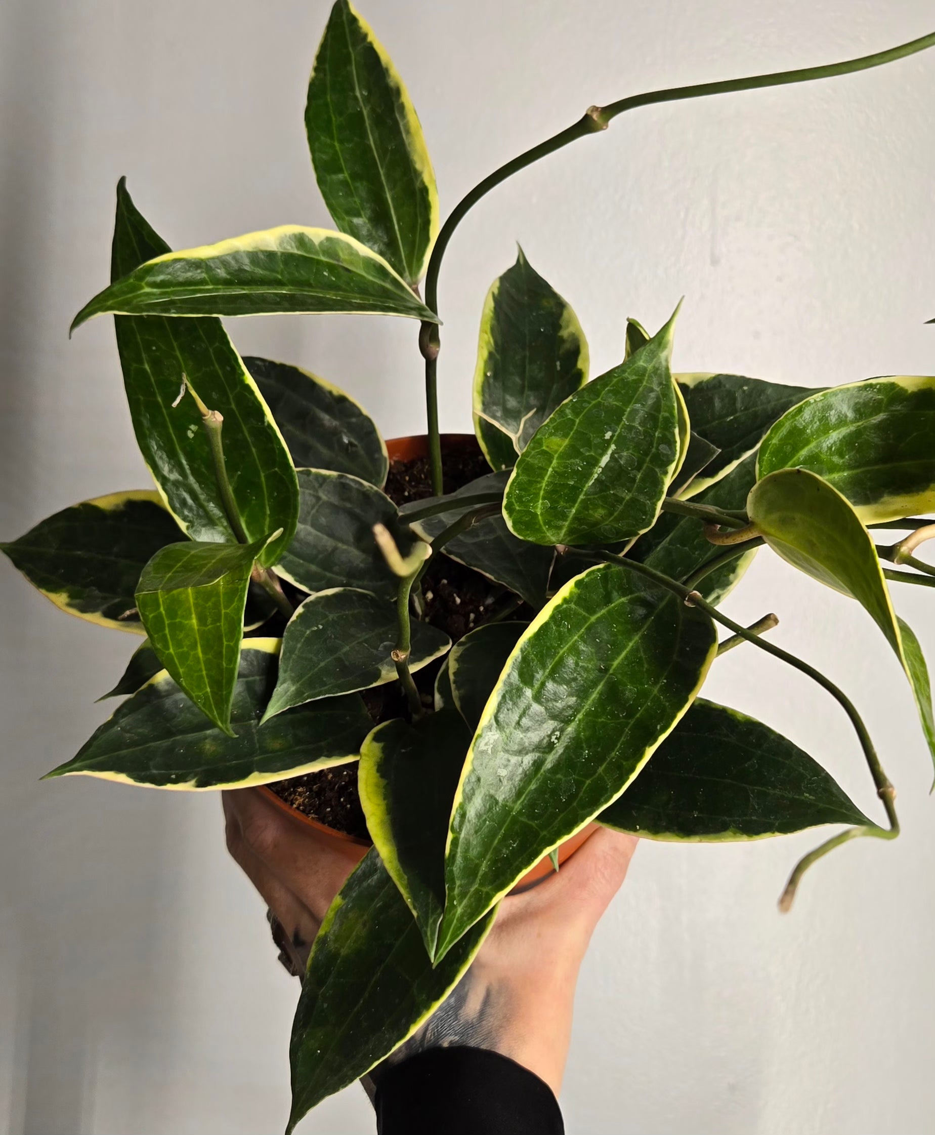 6" Variegated Macrophylla Hoya