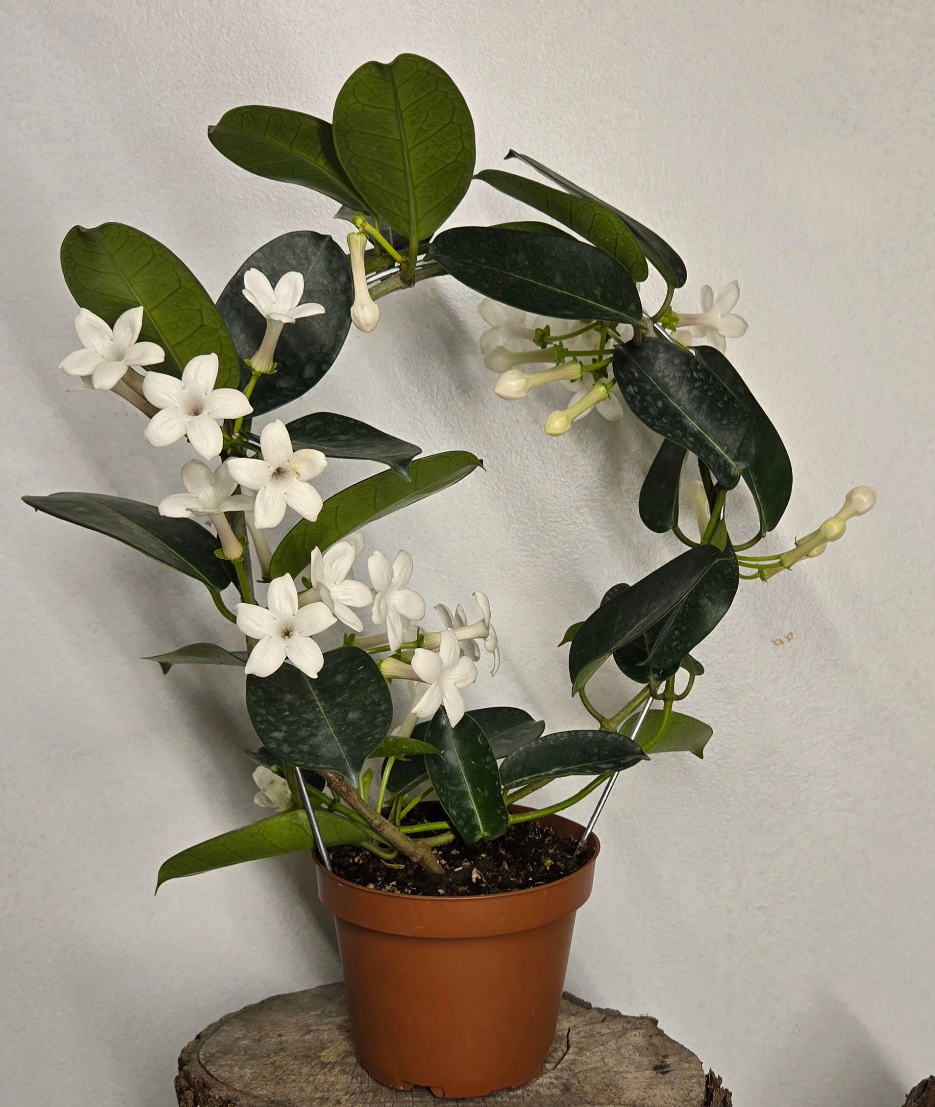 5" Madagascar Jasmine