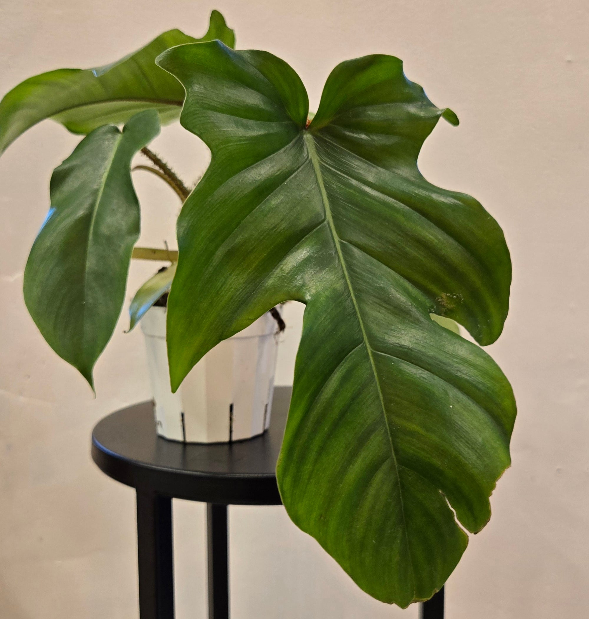 4" Philodendron Squamiferum