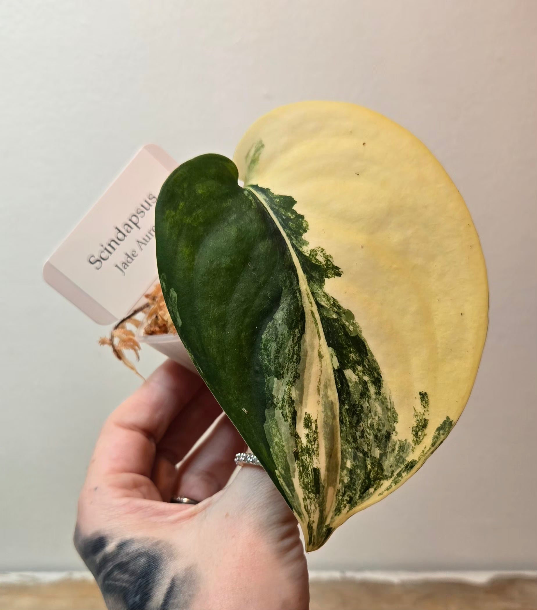 Scindapsus Jade Aurea (B1)