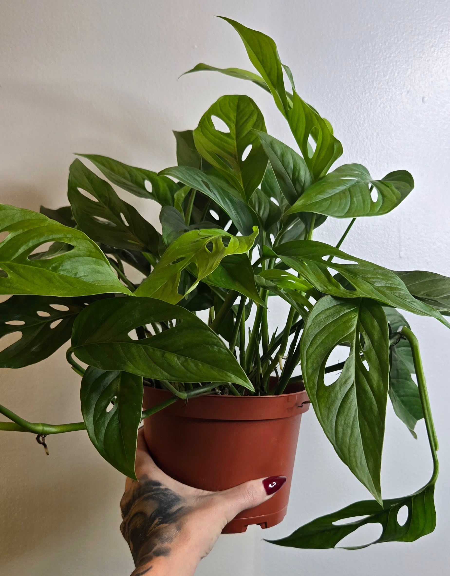 6" Monstera Adansonii Swiss Cheese