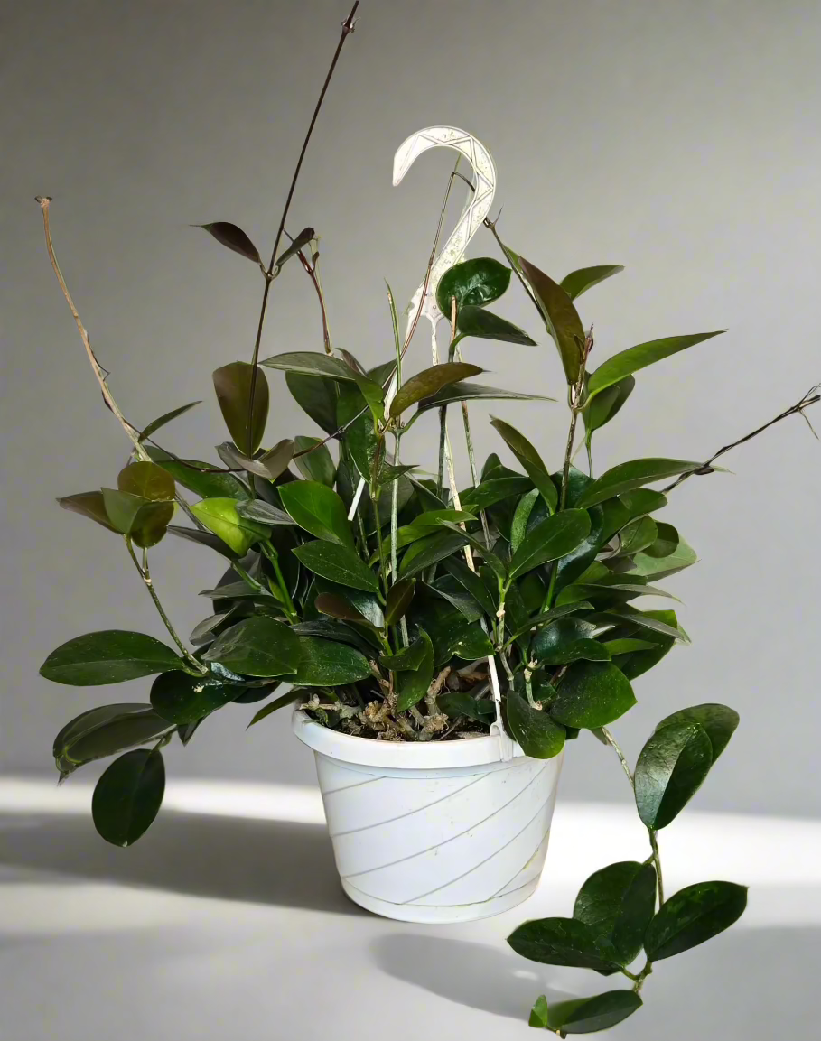 8" Hoya Green NOiD Hanging