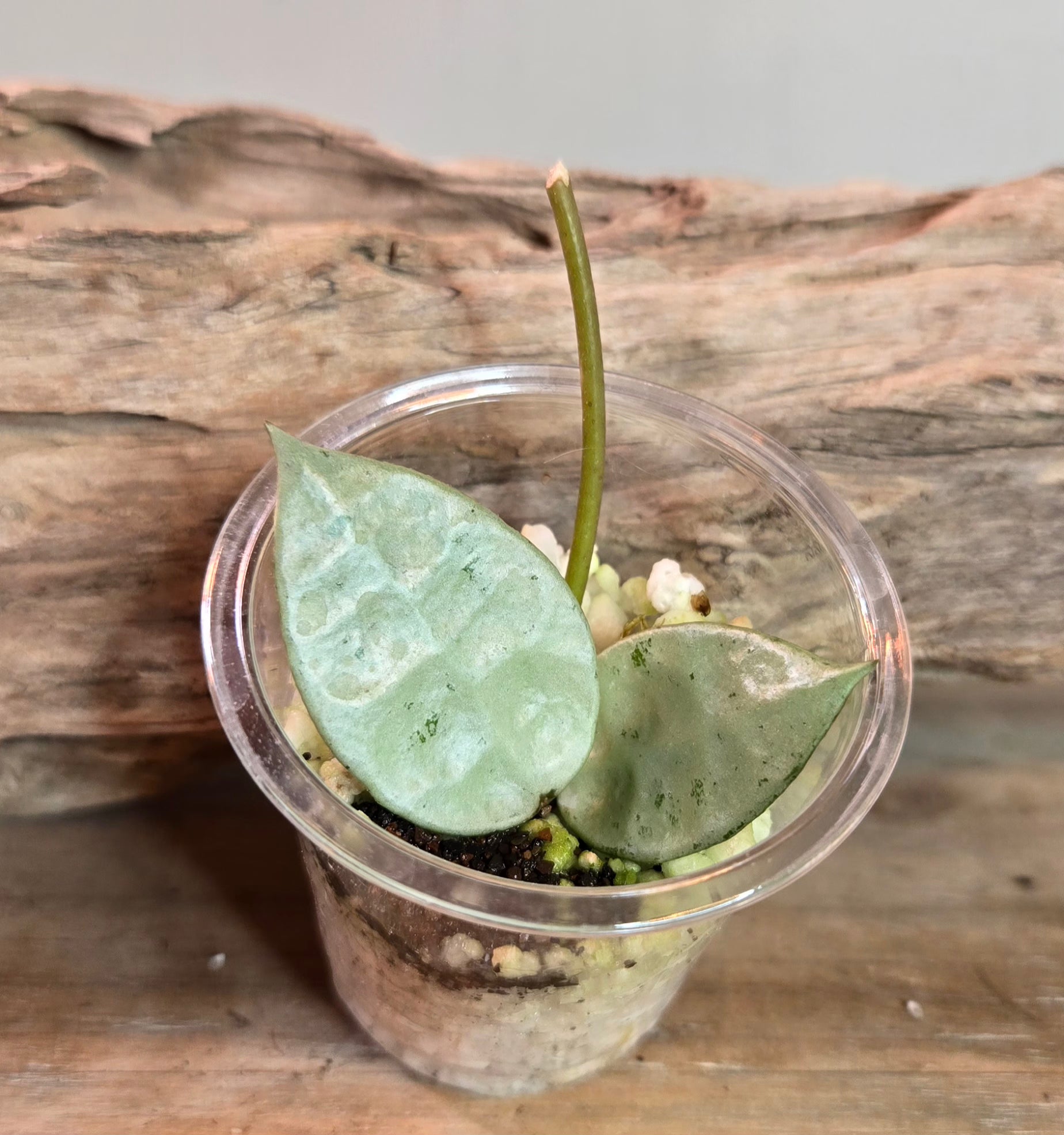 2' Hoya Mint Coin