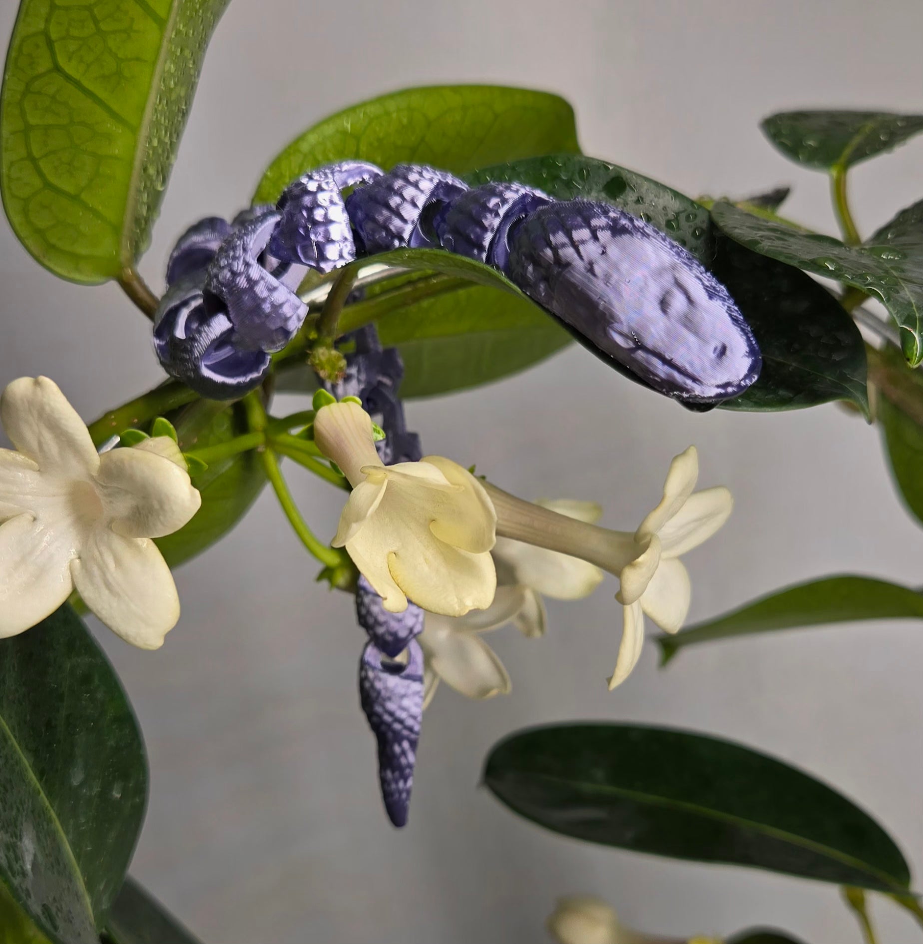 Lavender Printed Snake Flexi