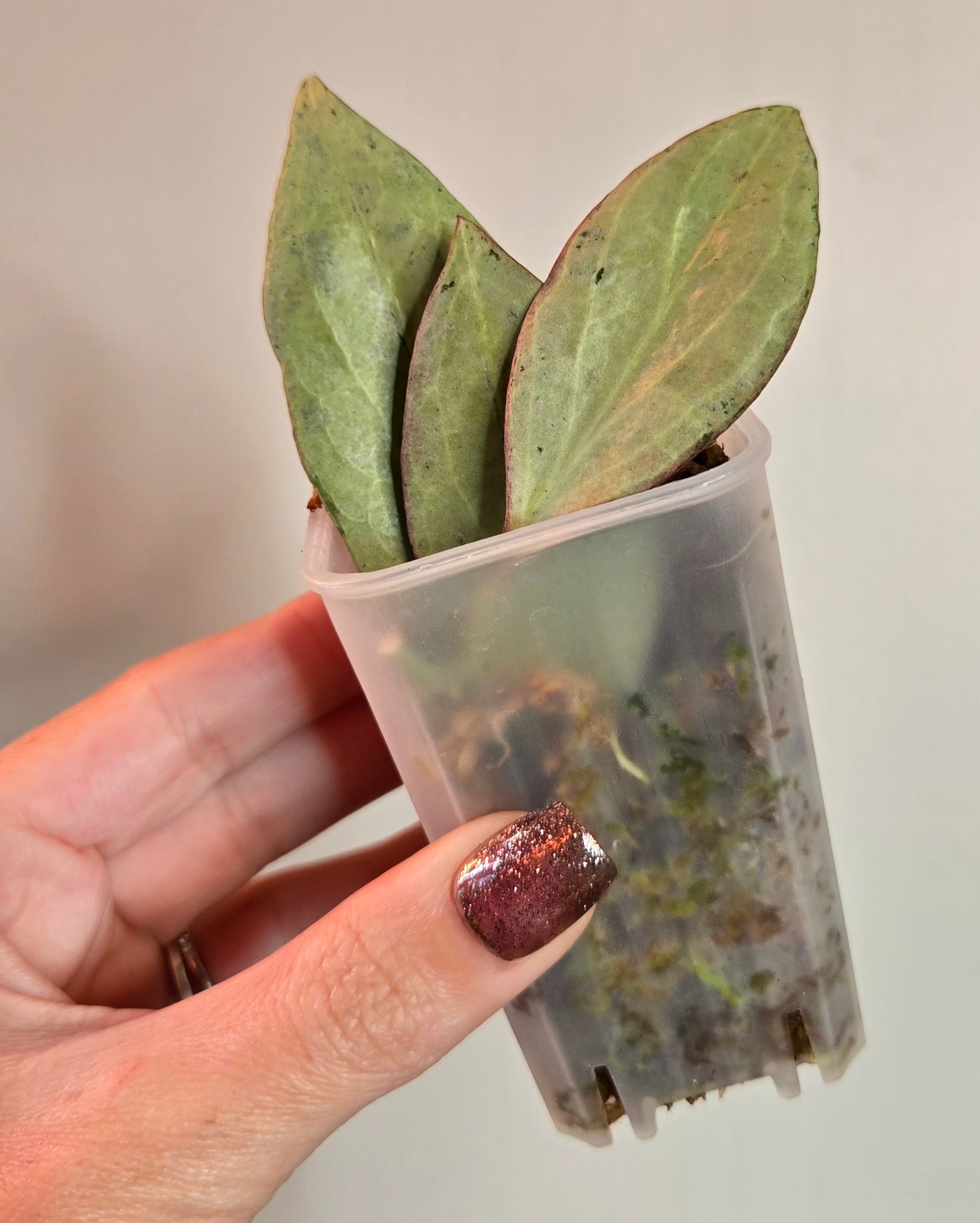2" Hoya New Guinea Ghost (B)