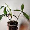 4" Philodendron 655699