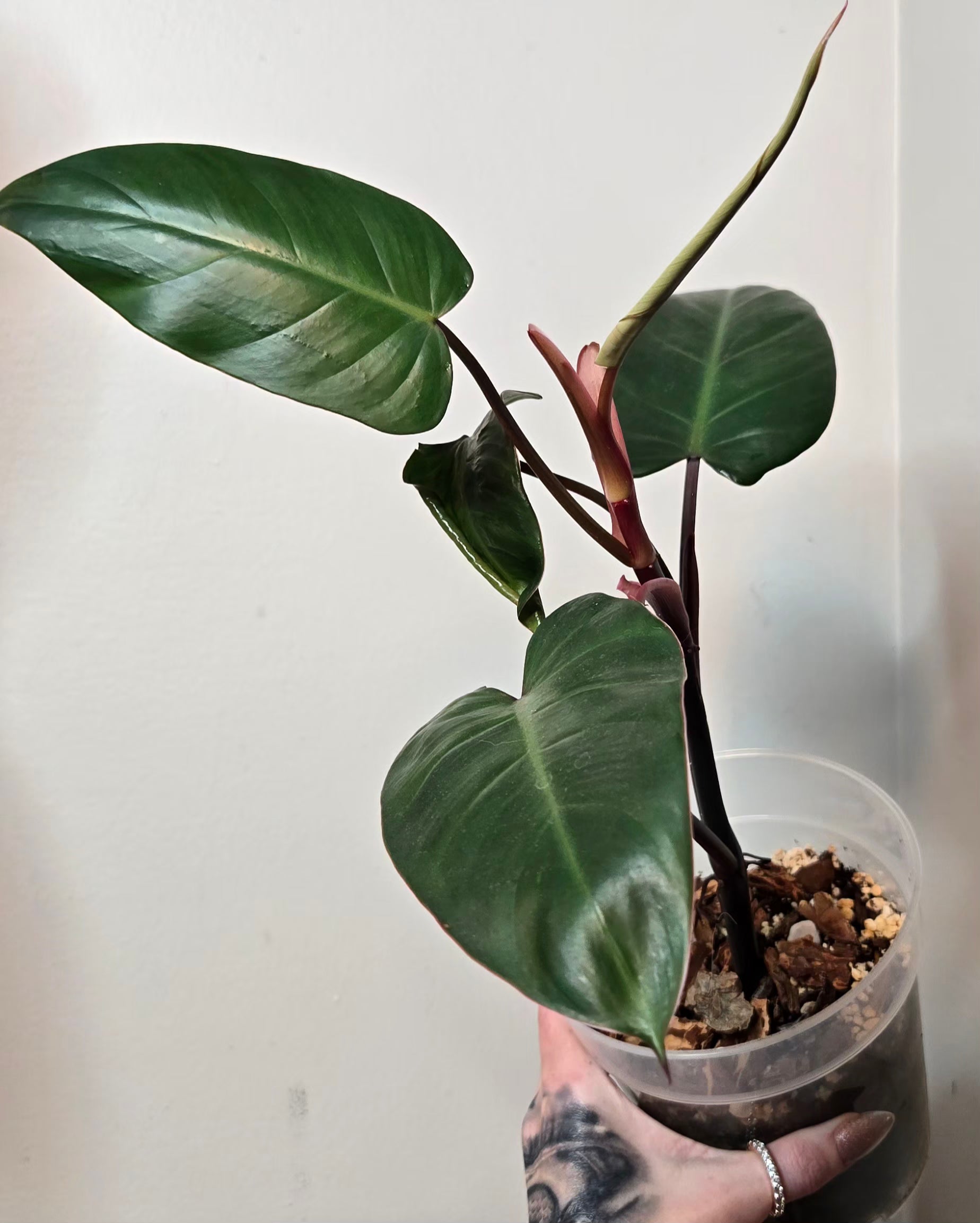 Philodendron Emerald Red