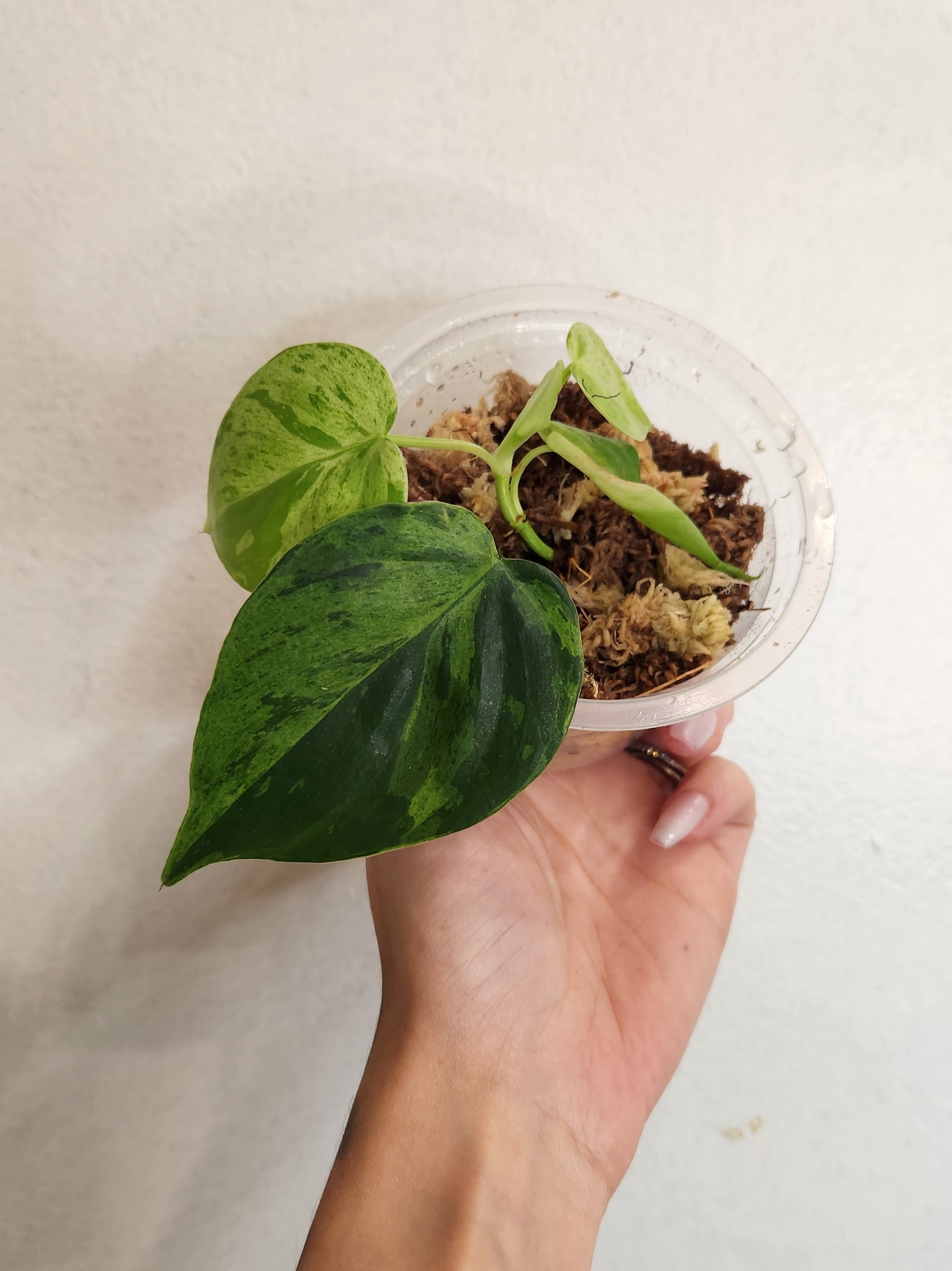 3" Philodendron Hederaceum Variegated 'Heart Leaf'