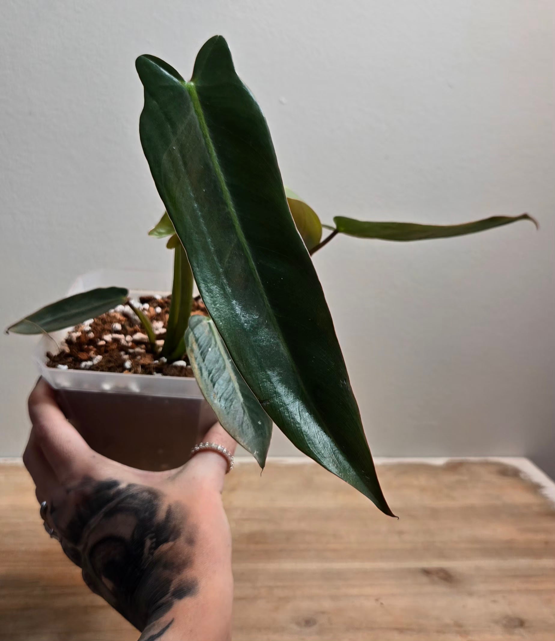 philodendron spiritus sancti juvenile Philodendron Spiritus Sancti – VORA + VINE