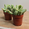 Cotyledon Bear Paw