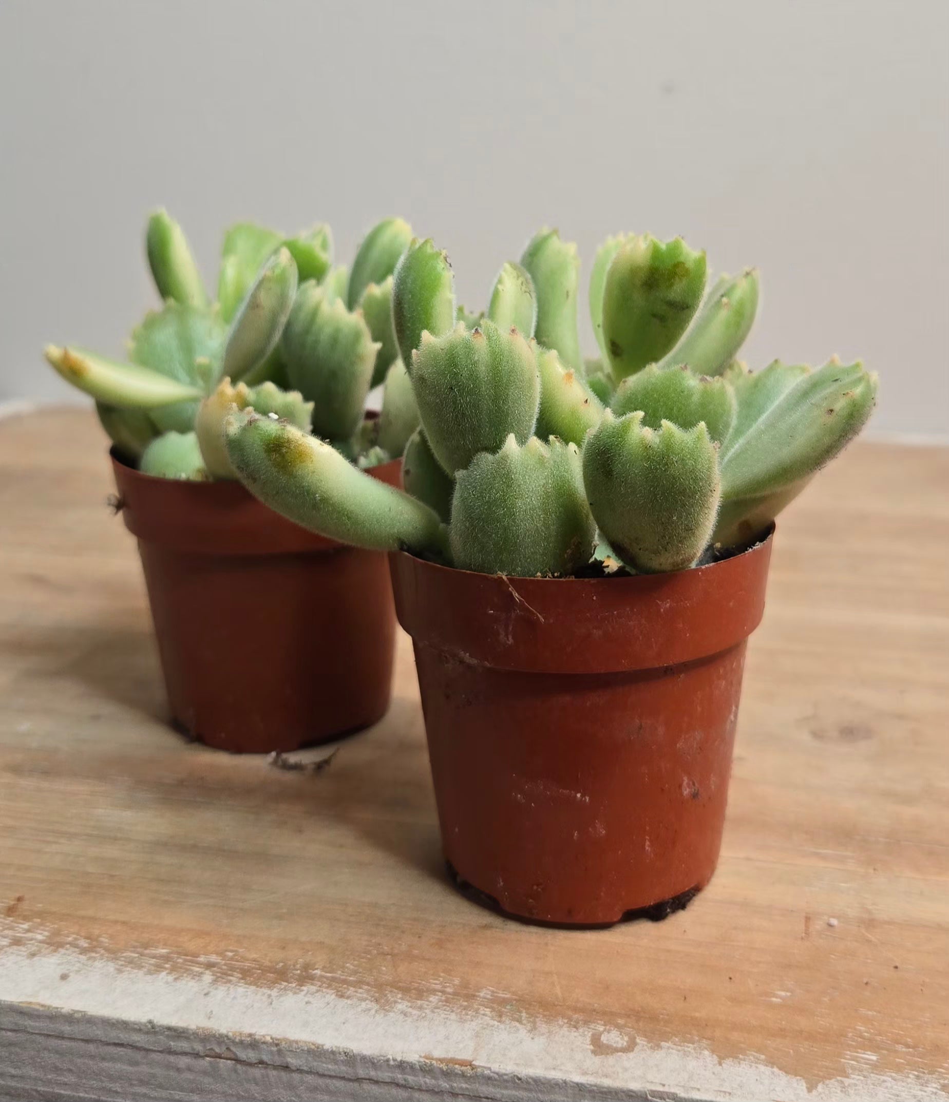 Cotyledon Bear Paw
