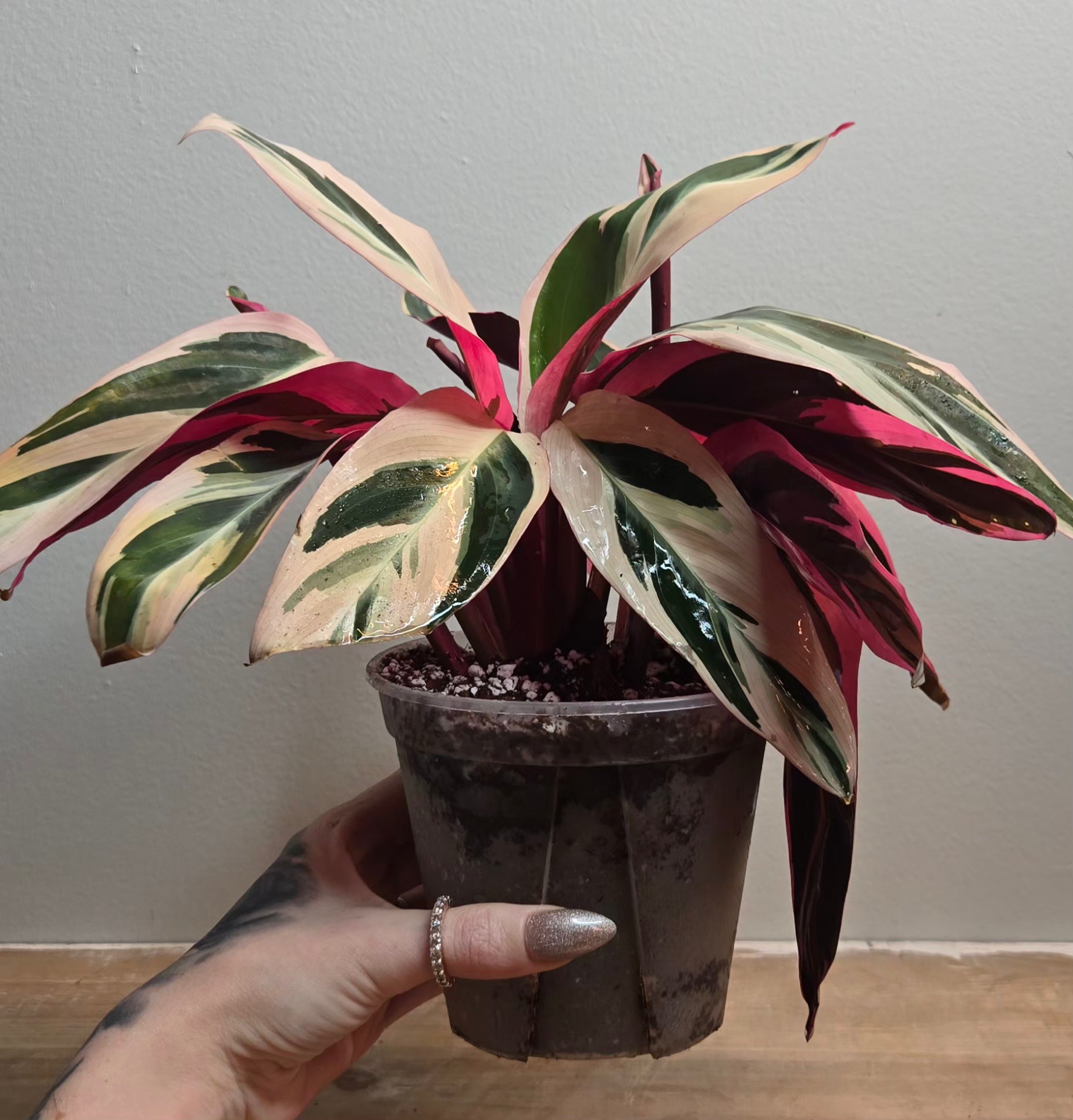 tricolor prayer plant - stromanthe triostar Calathea Triostar Stromanthe