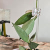 2" Hoya FN-11