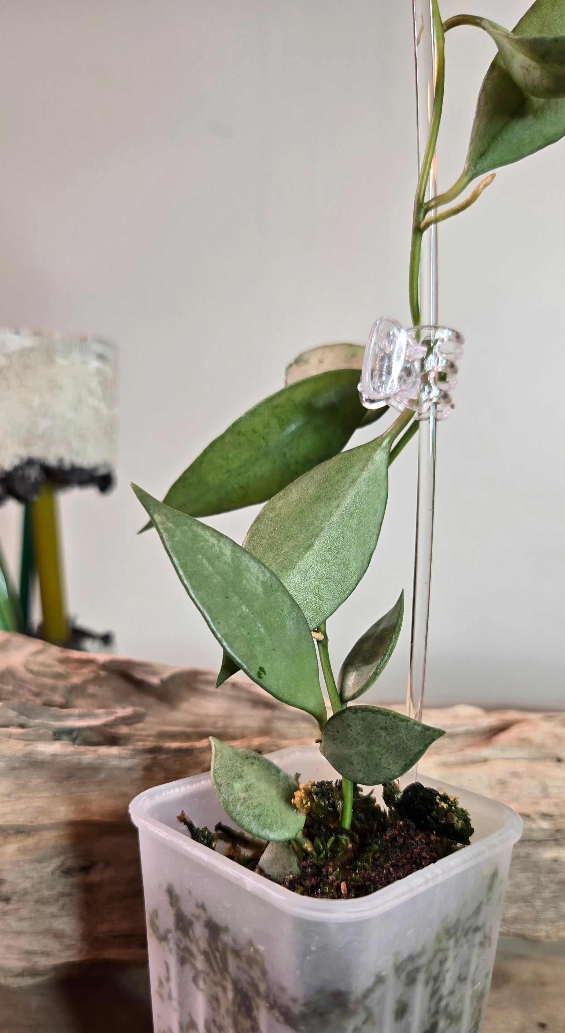 2" Hoya FN-11