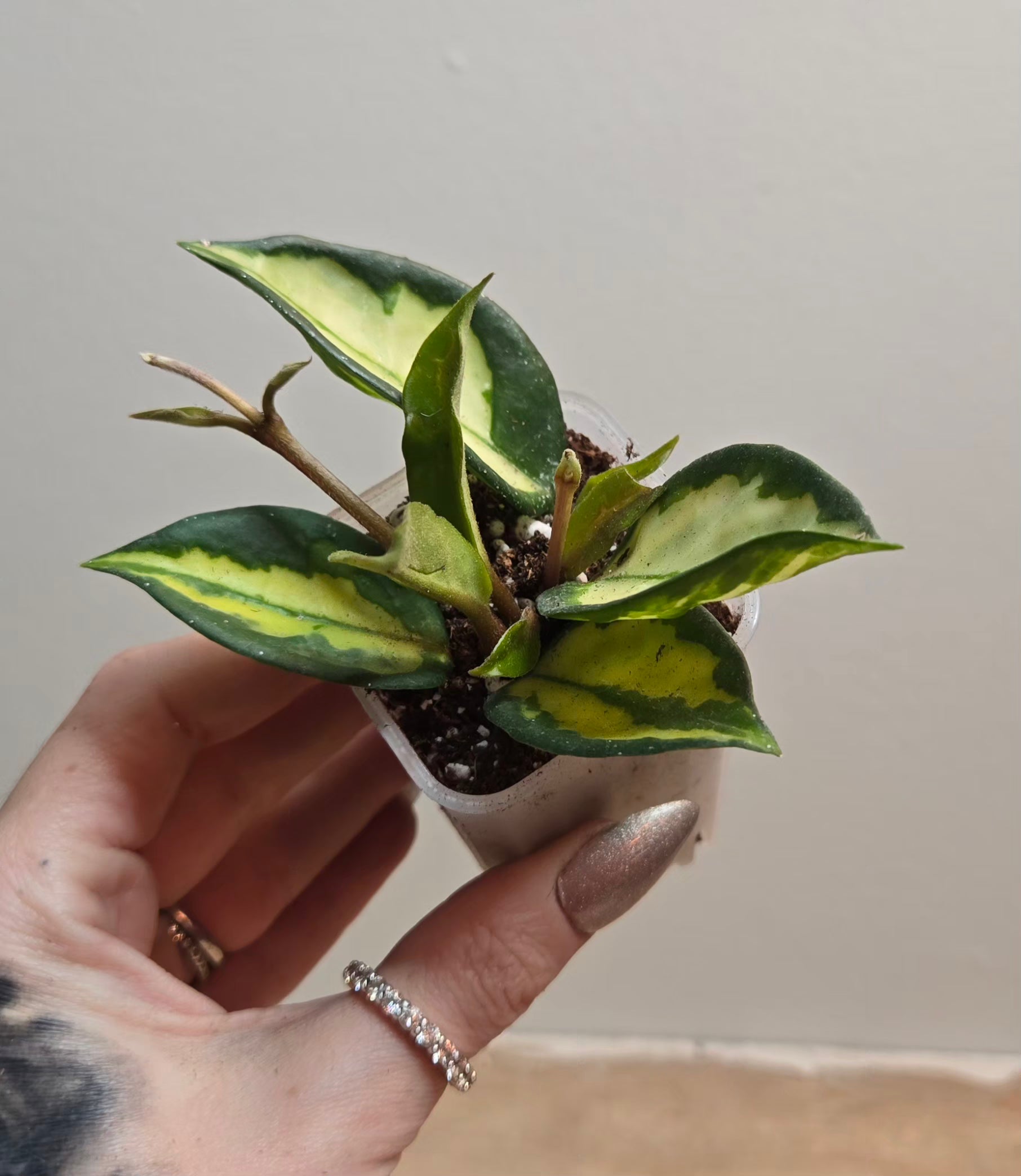 2" Hoya Carnosa 'Krimson Princess' (B1)