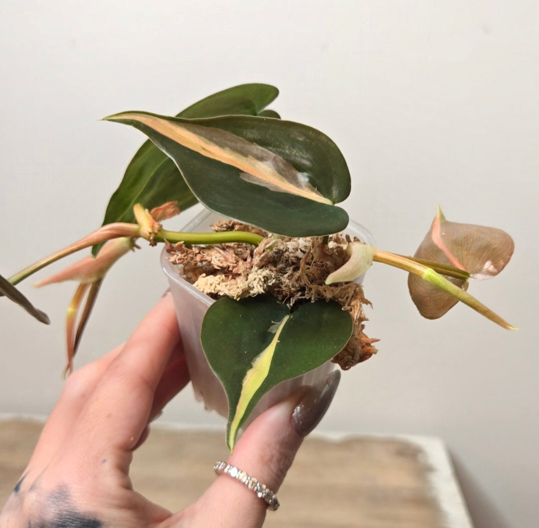 Philodendron Silver Stripe