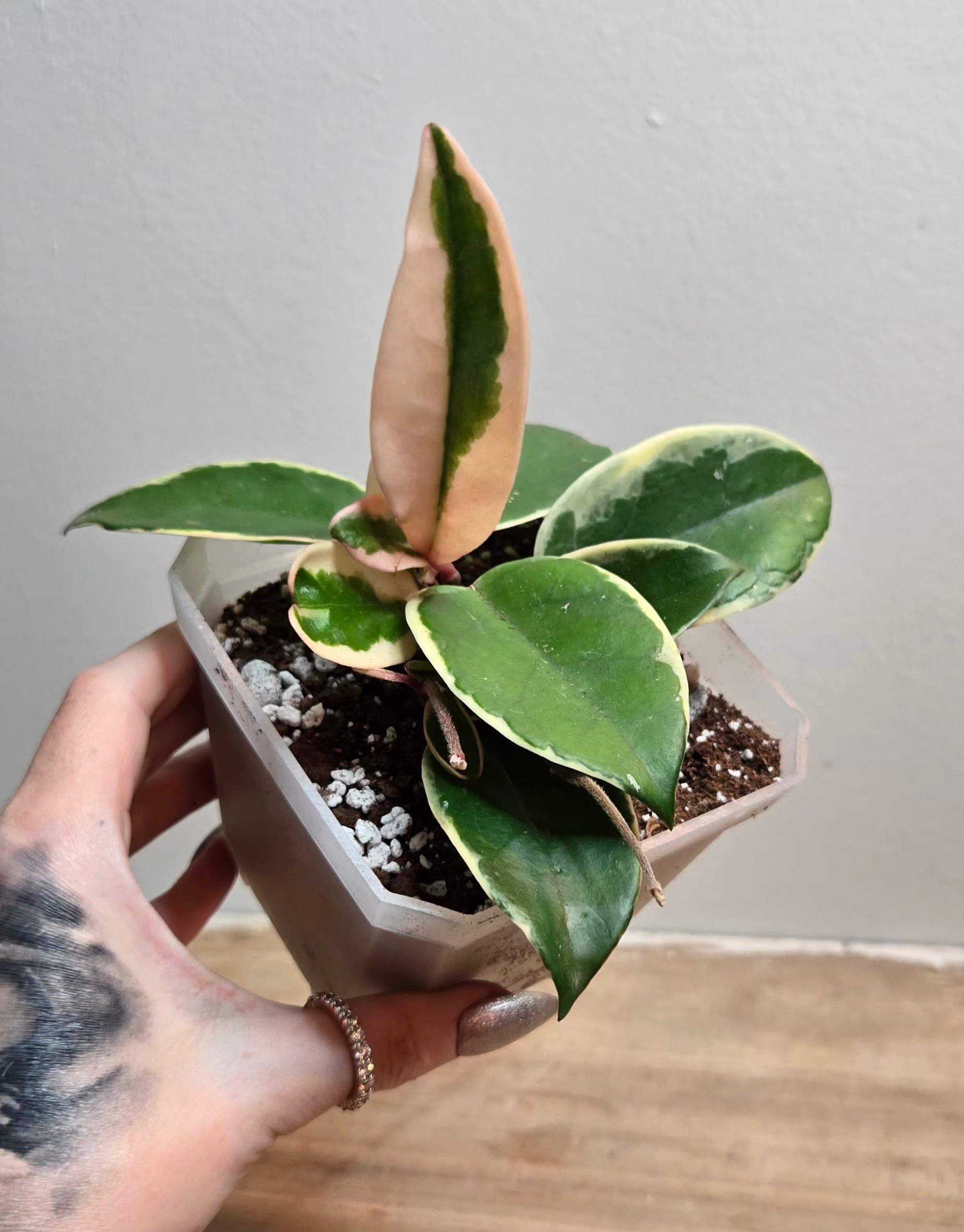 4" Carnosa Queen Hoya (A)