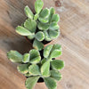 Cotyledon Bear Paw