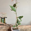 2" Hoya FN-11