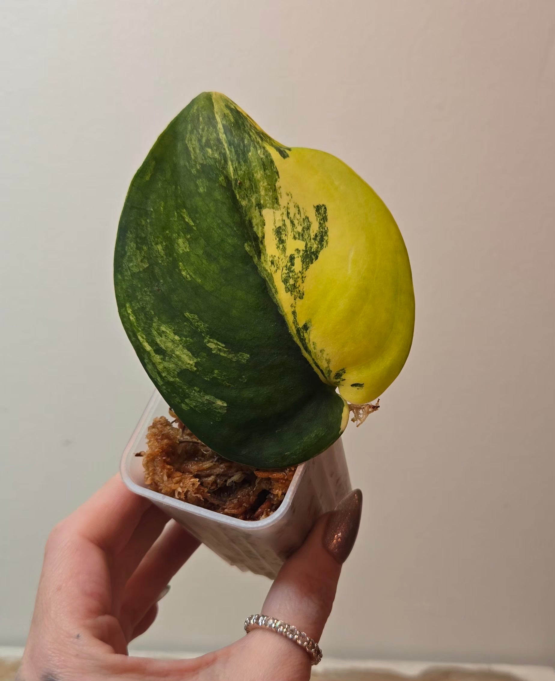 Scindapsus Jade Aurea (D1)