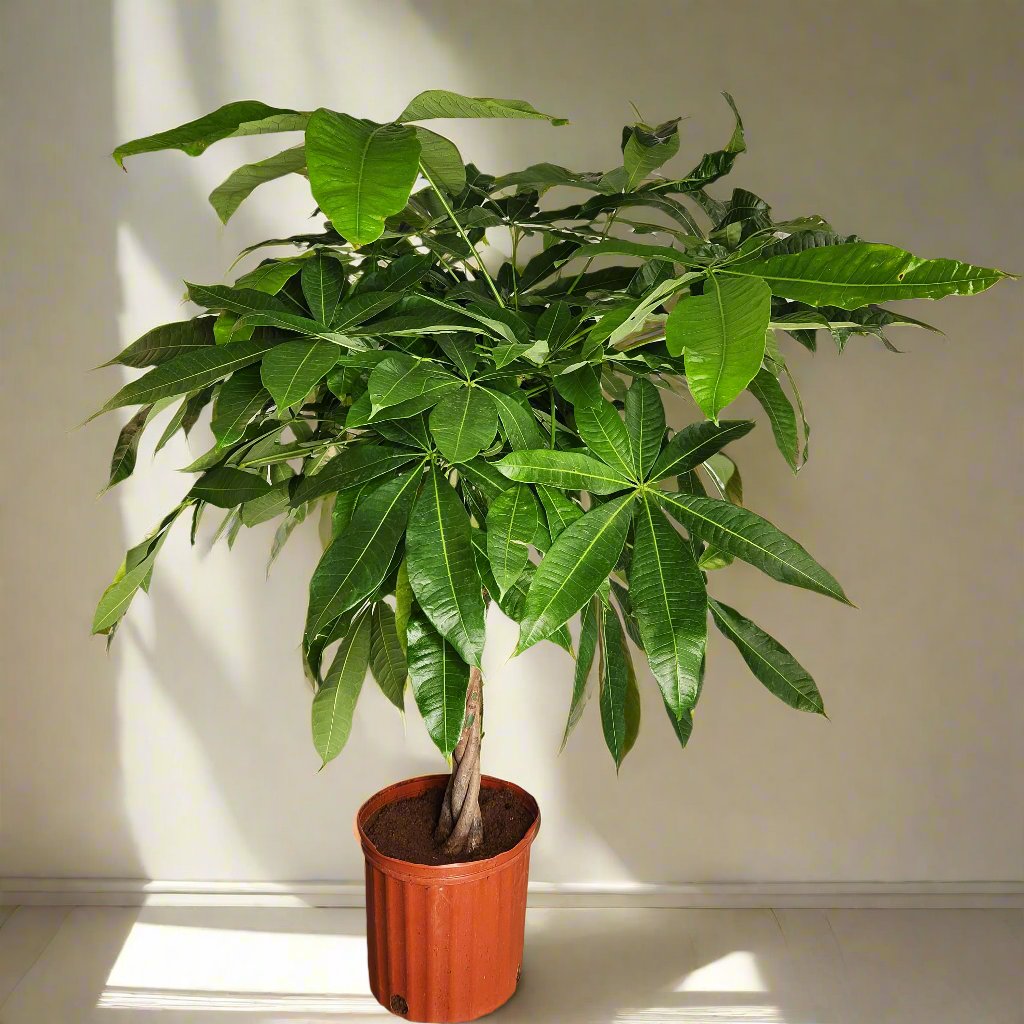 10" Money Tree