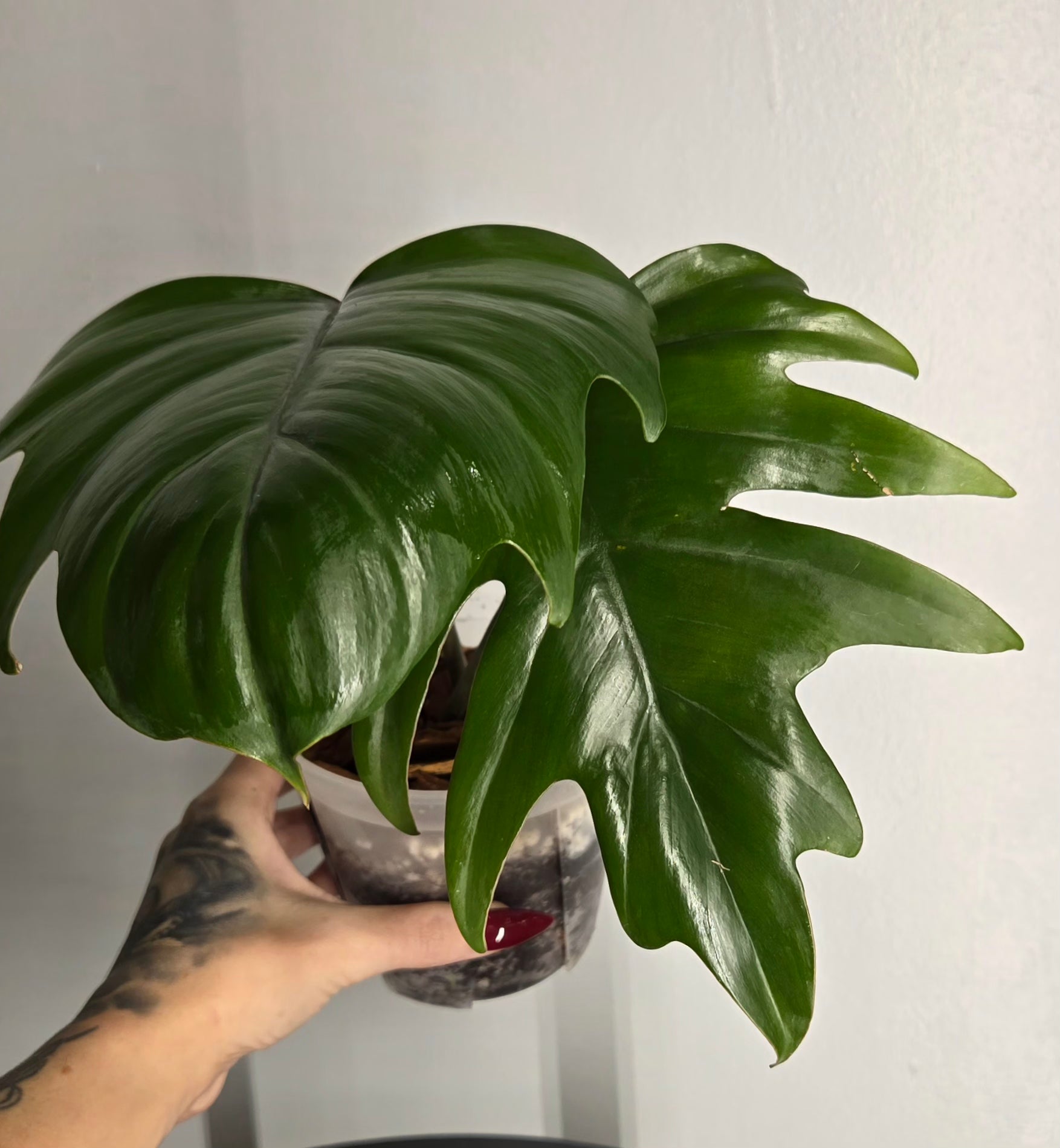 5" Philodendron Mayoi