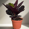 4" Calathea Roseopicta