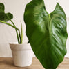 6" Philodendron Giganteum