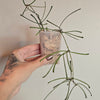 2" Hoya Retusa
