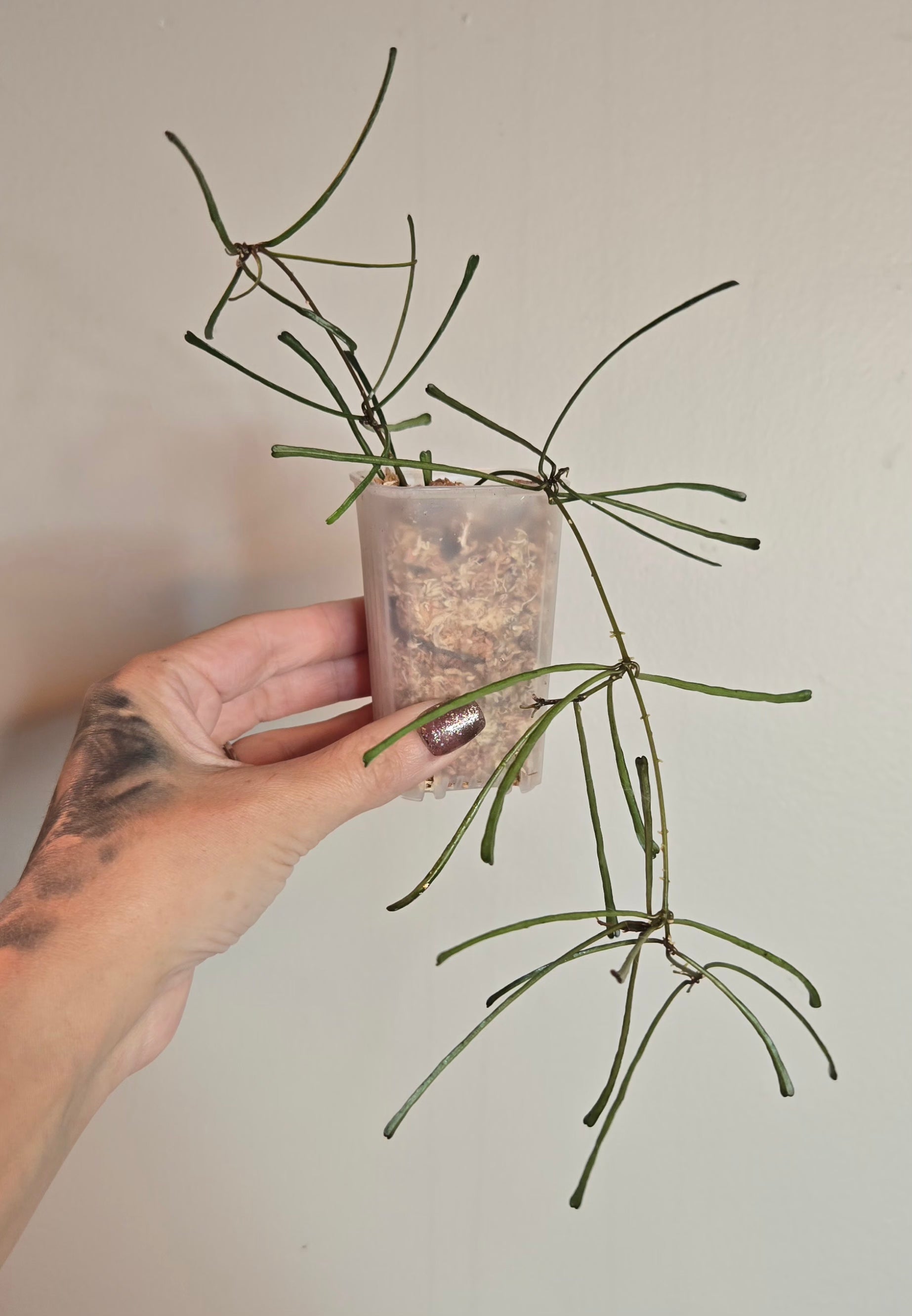 2" Hoya Retusa
