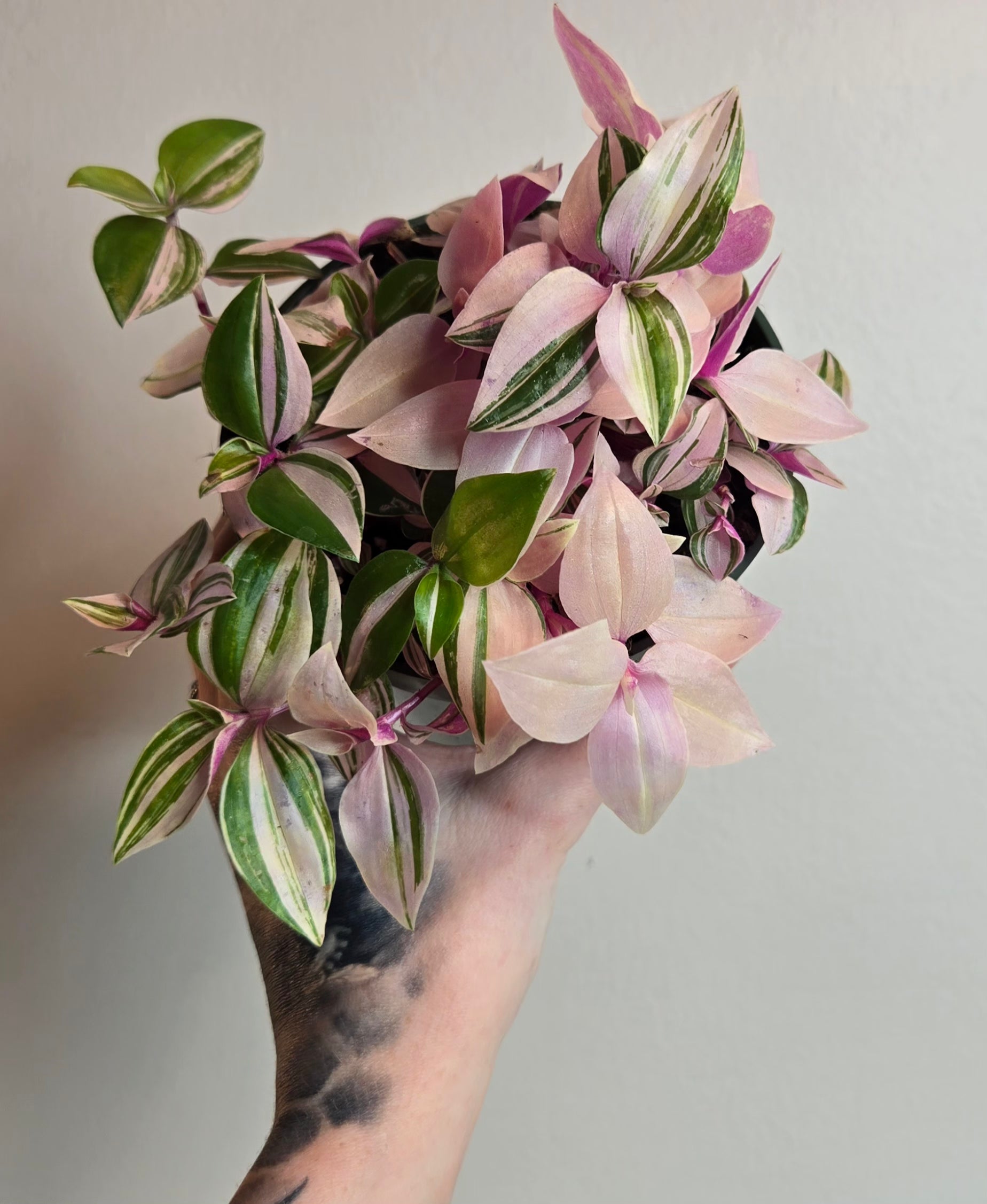 4" Tradescantia Fluminensis Tri-Color