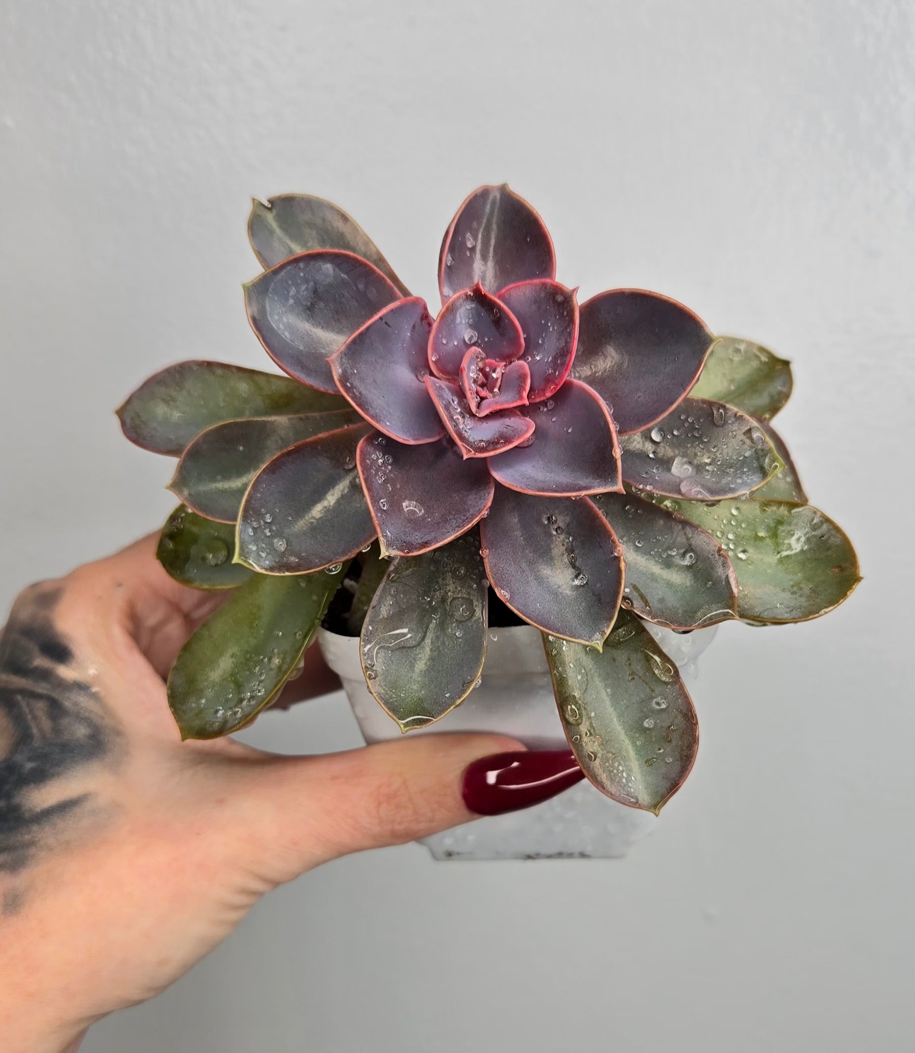 Echeveria Red Sky