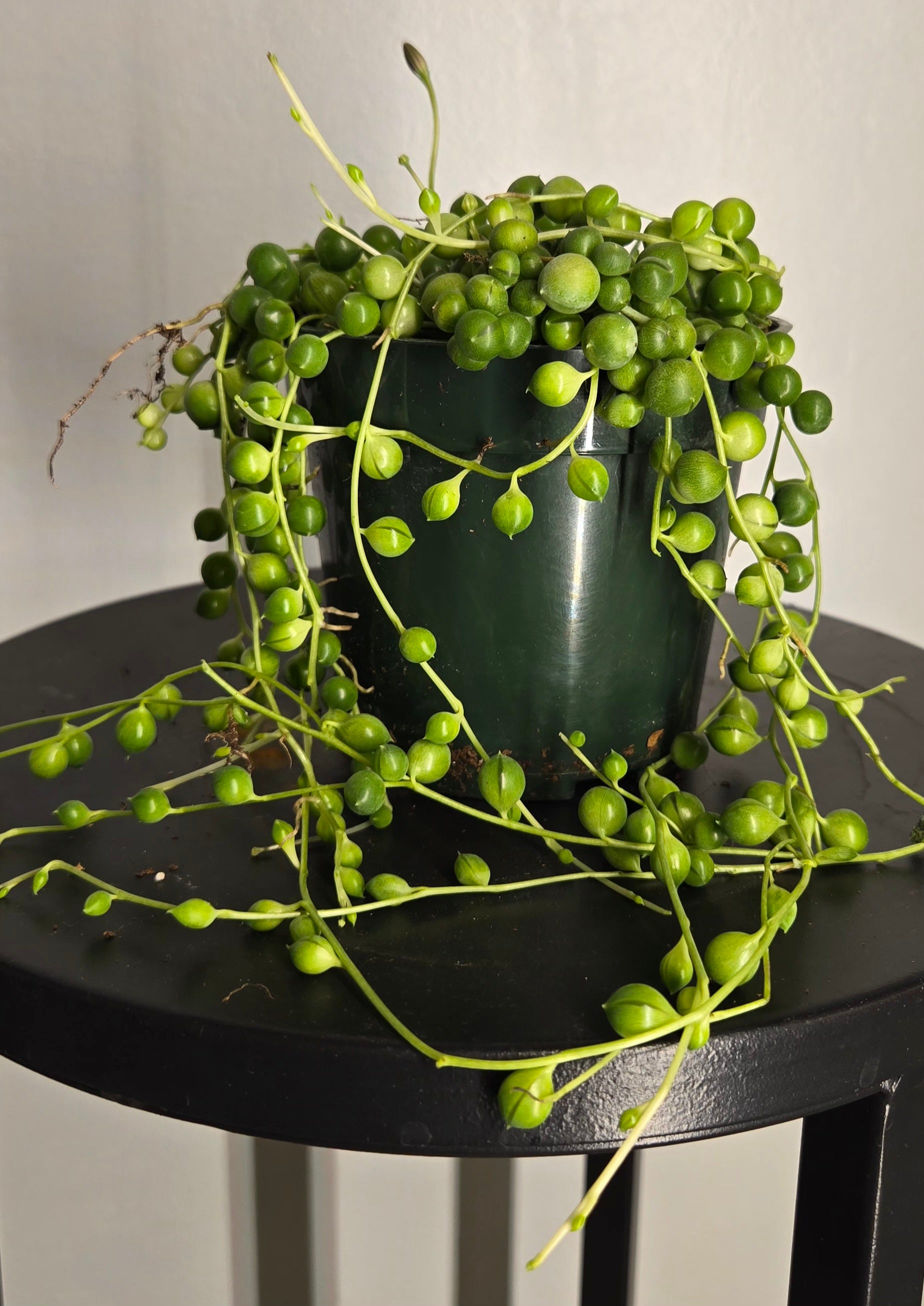 4" String of Pearls Senecio Rowleyanus