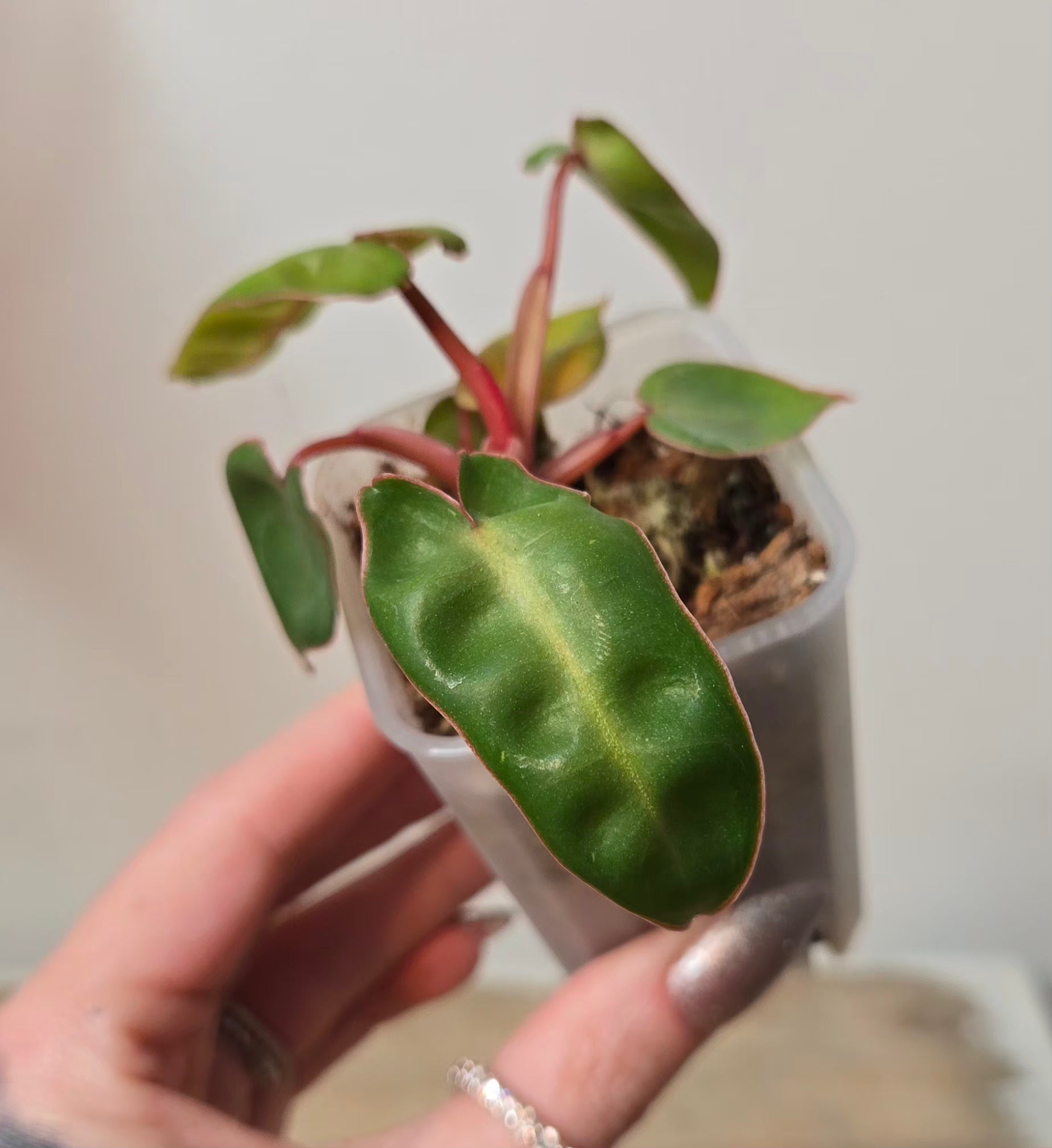 vine philodendron Philodendron Billietiae