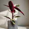 6" Lacuna Basic Mortar Planter
