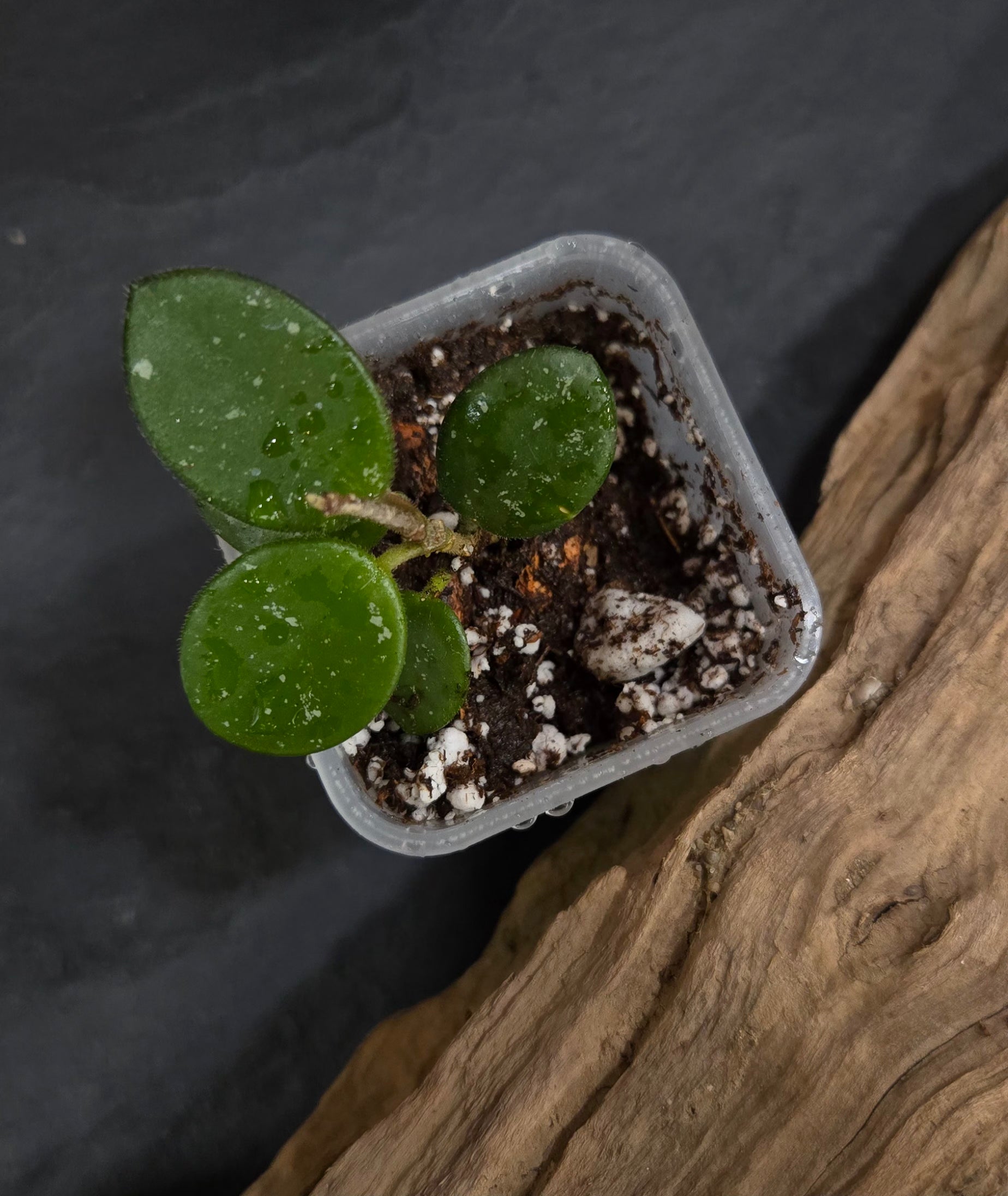 2" Hoya Mathilde