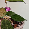 4" Hoya Black Margin