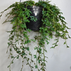 8" Selaginella Rainbow Fern HB