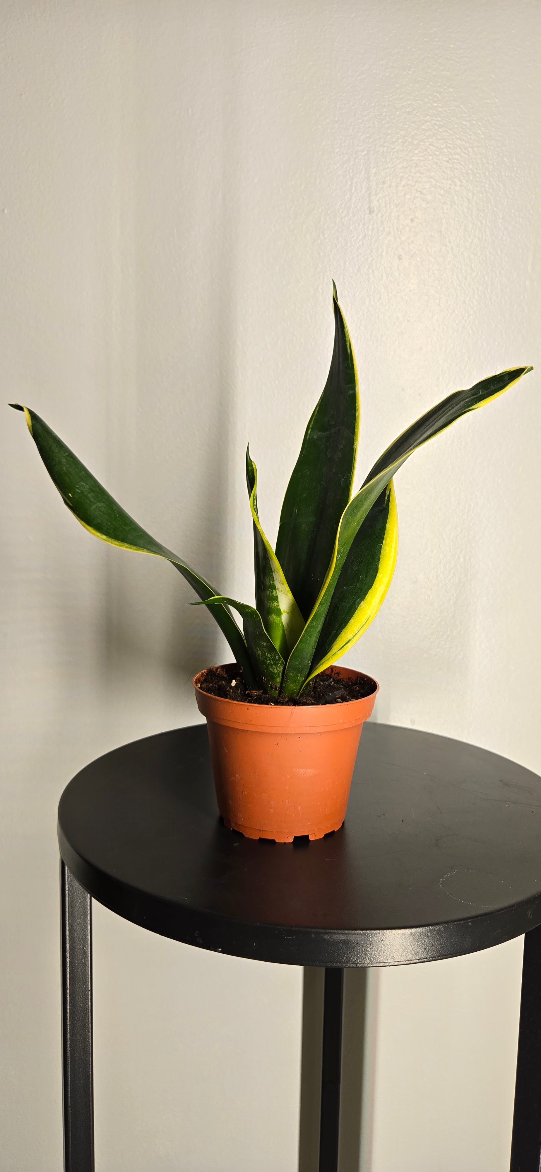 4" Sanseveria Gold Flame