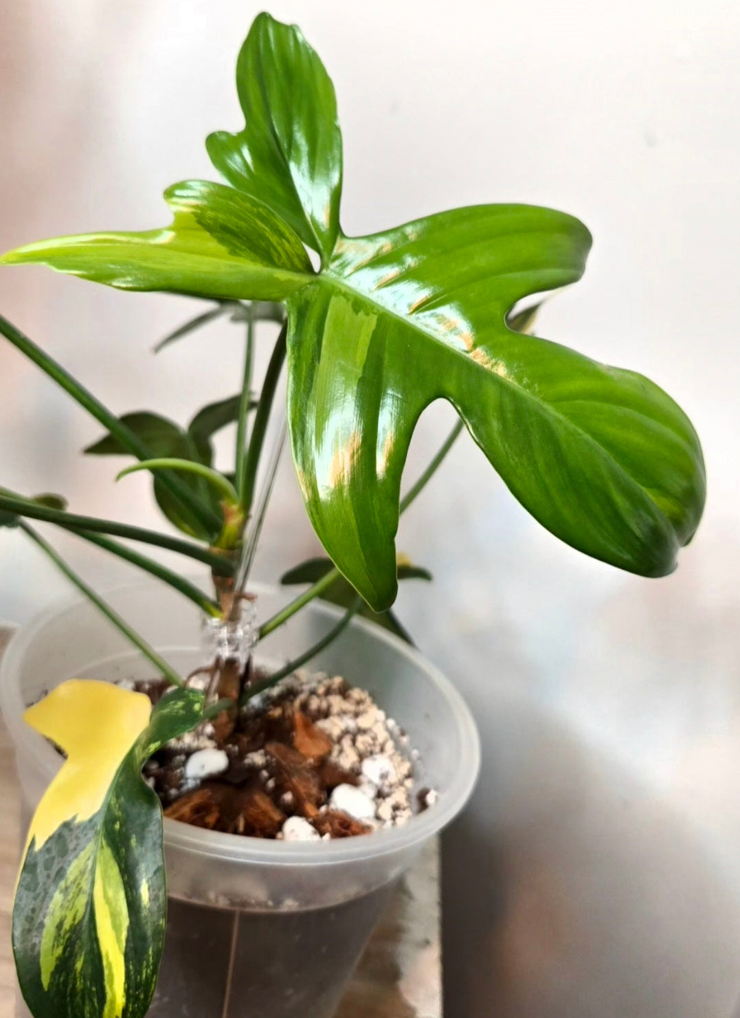 variegated philodendron pedatum Philodendron Variegated Pedatum – VORA + VINE