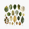 Pressed Leaves Sticker