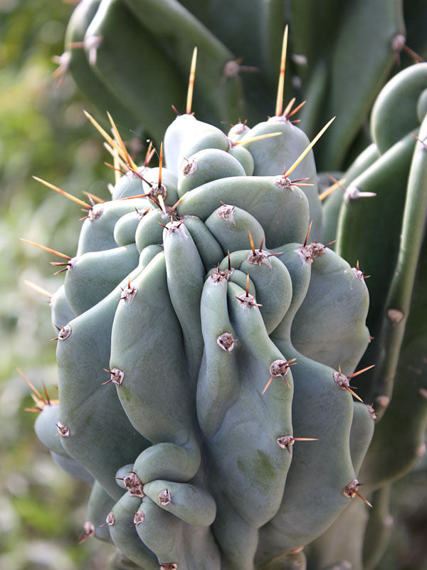 12" Cereus Peruviana Monstrose